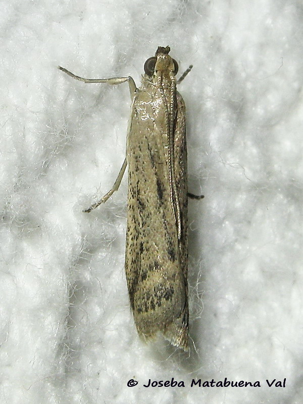 Phycitodes inquinatella - Pyralidae